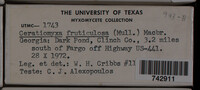 Ceratiomyxa fruticulosa var. fruticulosa image